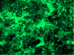 Lenti-ORF Particles